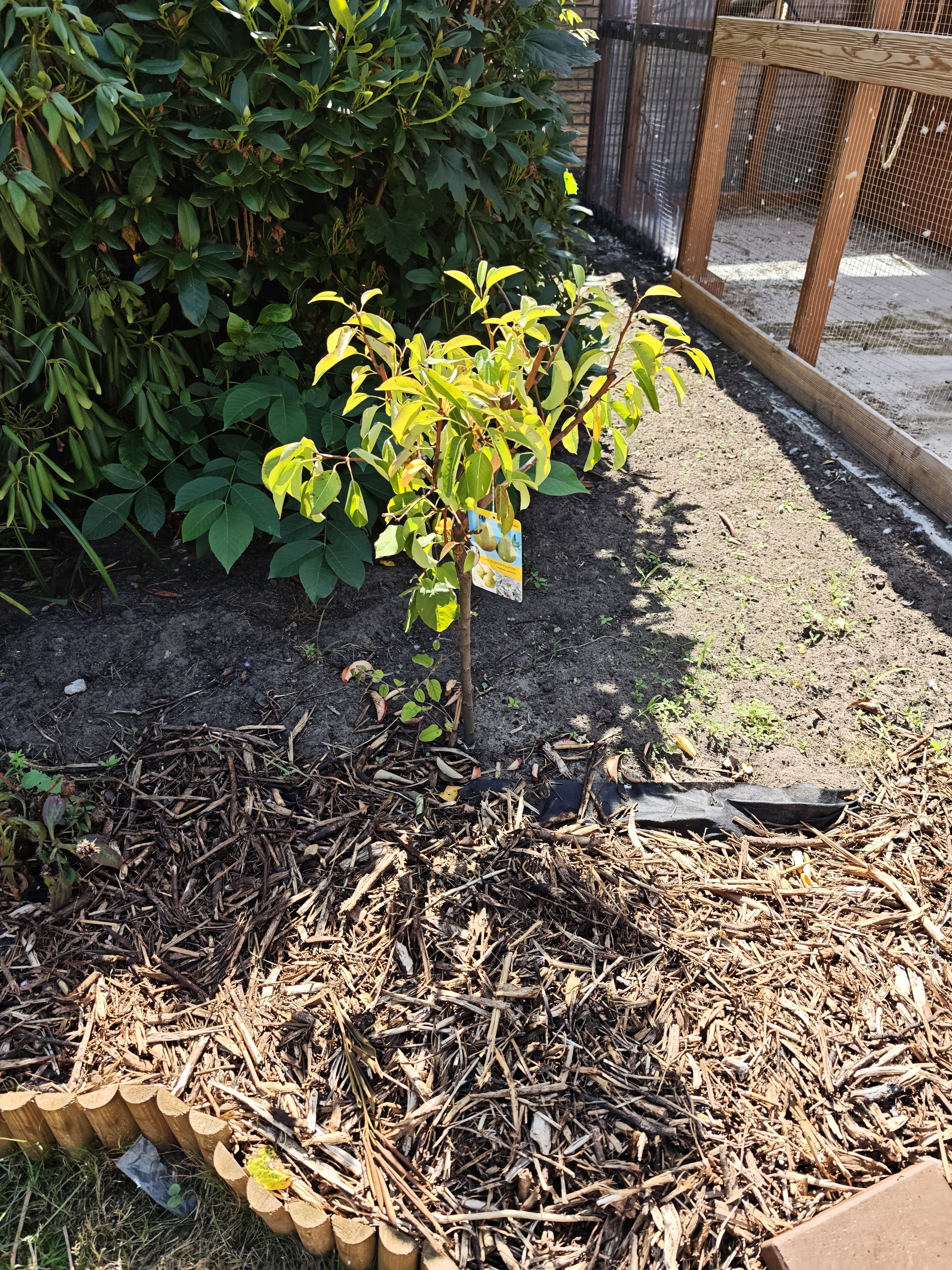 birnenbaum (2)